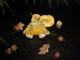 Life of mushrooms